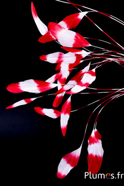 Coquetip - 20-25 cm - blanc-rouge